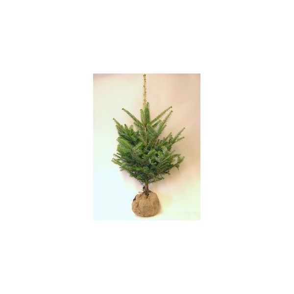 楽天市場 モミの木 もみの木高さ0cm クリスマスツリーに最適 hanakuma 楽天市場店 楽天市場 モミの木 もみの木高さ0cm クリスマスツリーに最適 hanakuma 楽天市場店