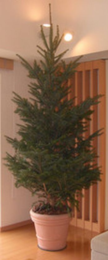 楽天市場 モミの木 もみの木高さ2 5メートル クリスマスツリーに最適 本物の樅の木 ｈａｎａｋｕｍａ 楽天市場店