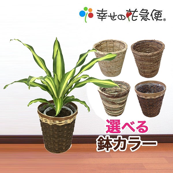 激安な 観葉植物 ドラセナ ゴールドコート6号選べるカゴ付き 高さ約65cm 開店祝い 新築祝い 誕生日プレゼント 引越し祝い インテリア アジアン モダン おしゃれな植木鉢 送料無料