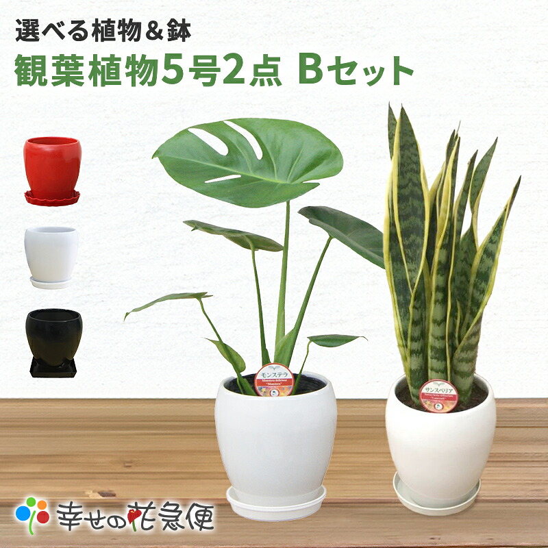 選べる観葉植物Bセット　5号2鉢【幸福の木 モンステラ サンスベリア ウンベラータ オーガスタ パキラ 人気 おすすめ 小型 法人 贈り物 開店祝い 開業祝い 新築祝い 引越し祝い インテリア シンプル モダン 高級 おしゃれな植木鉢 送料無料 オフィス 店舗 事務所 】