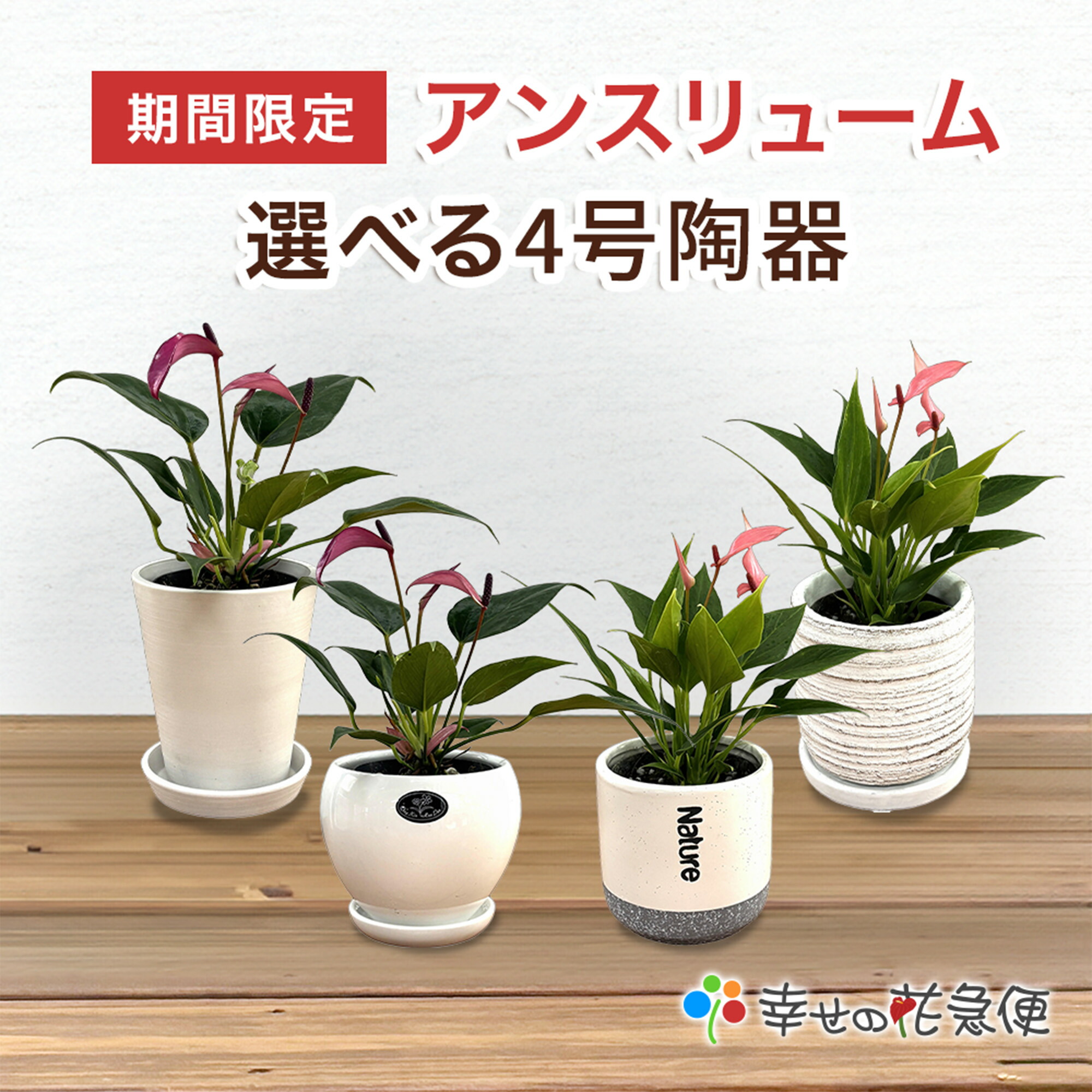 楽天市場】観葉植物おまかせ☆5号プラ 6鉢セット【送料無料】人気の 