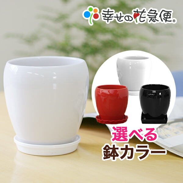 楽天市場】6号陶器鉢|白 A038(丸) A033(角)【用土別売