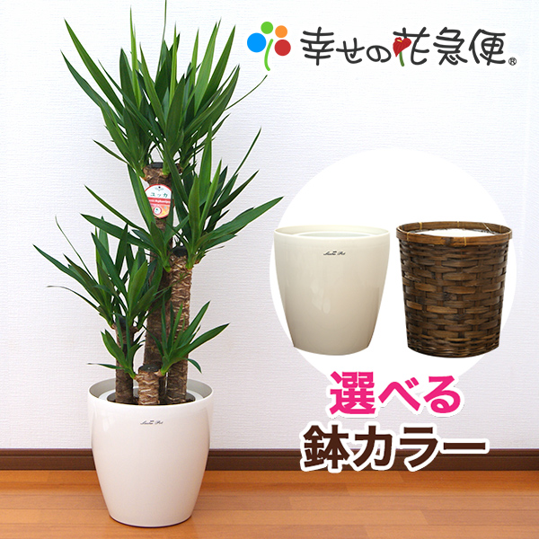 観葉植物 開店祝い 誕生日プレゼント 大型 おしゃれな植木鉢 インテリア 花 ガーデン Diy ユッカ 青年の木 8号プラスチック鉢 鉢カバー付 高さ約1 2m 花 観葉植物 新築祝い アジアン 幸せの花急便 モダン Smtb Ms 引越し祝い おしゃれな植木鉢 送料無料 観葉植物