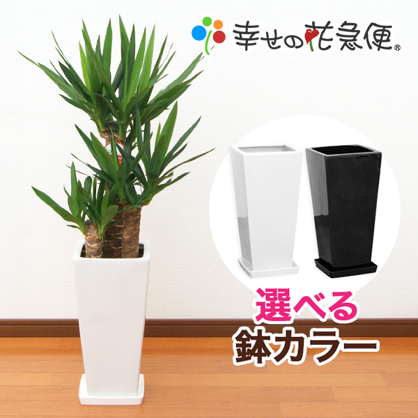 観葉植物 ユッカ(青年の木)7号角高陶器鉢(白黒)高さ約1.1m【smtb-ms】