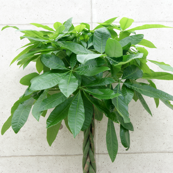 ねじりパキラ 大型 室内 観葉植物+アスパラガス スマイラックス