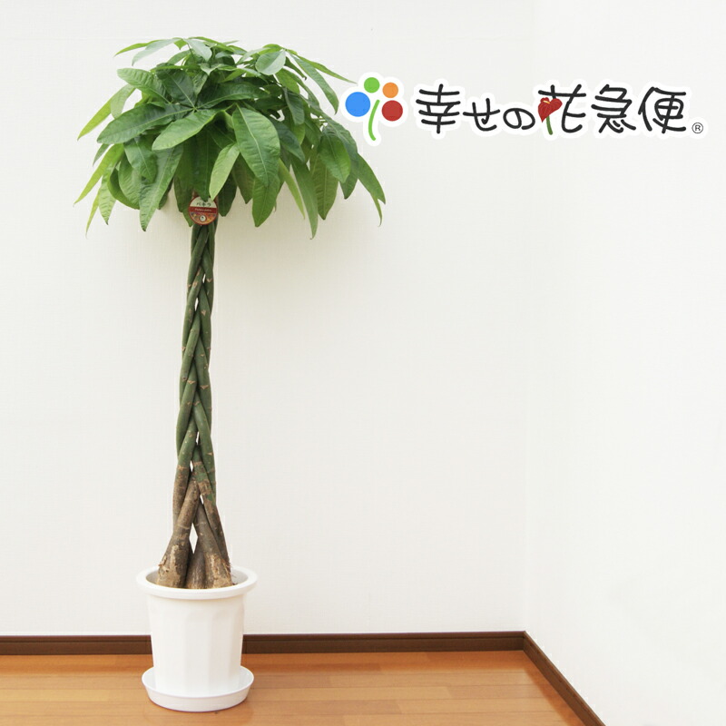 観葉草木 パキラ10号鉢 高さ約160～180珊【一般受け おすすめ 大型 法人 差し上げ物 開店祝賀会 開業祝賀会 造営祝賀会 引き移る祝賀会 室内装飾 分かりやすい 今めかしい 御前上等 今めかしいな鉢 貨物輸送無料 事務室 バス発着場 事務室 】
