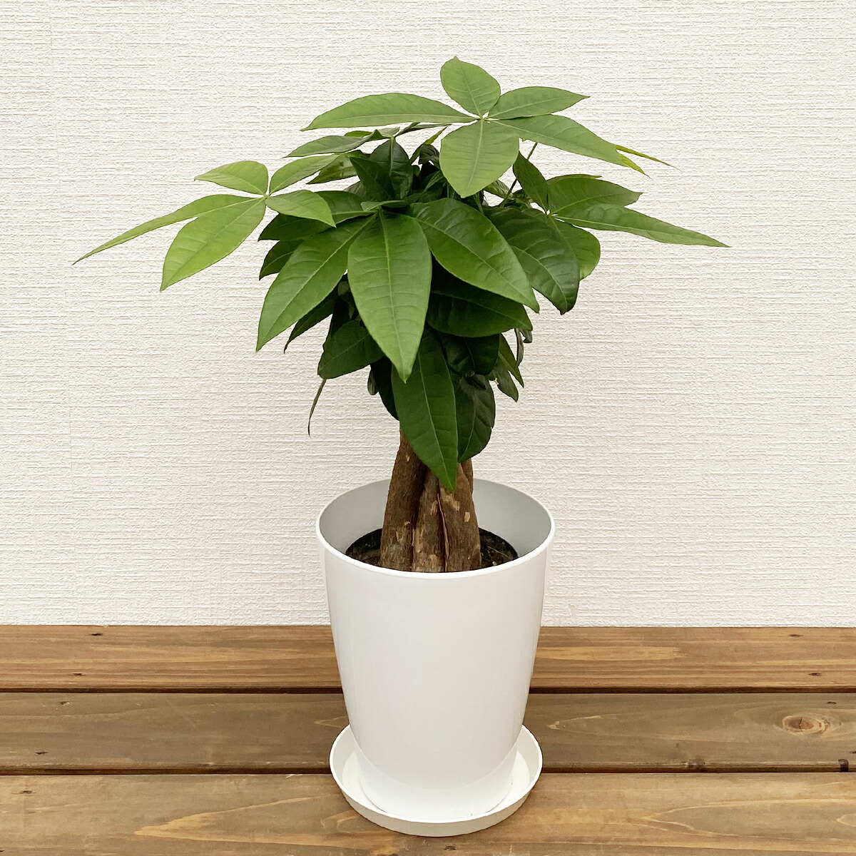 楽天市場】◇希少◇観葉植物 フィカス ゴールドコイン 5号 陶器鉢高さ