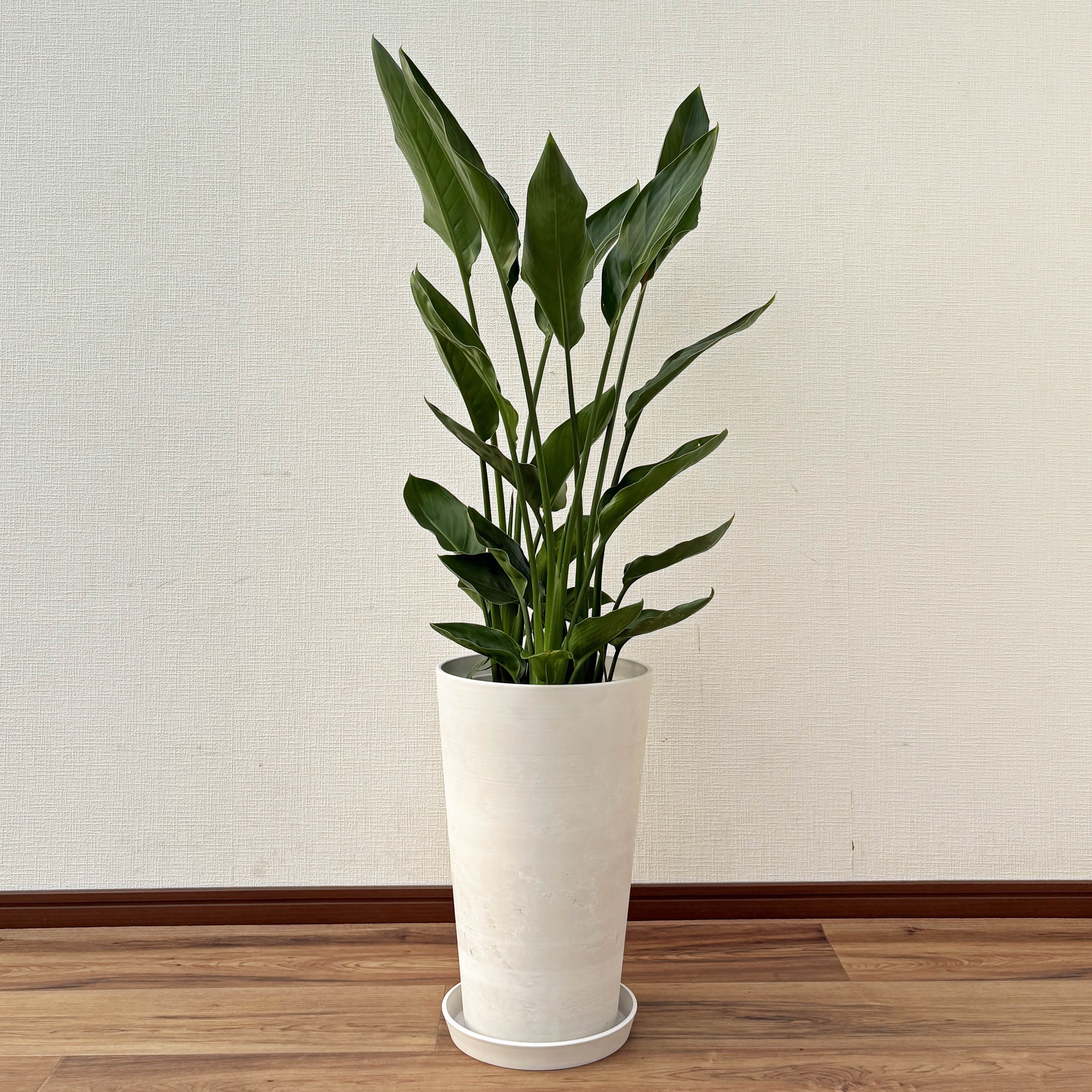 ストレリチア・ユンケア＊希少種【8号鉢／約140cm】【calm cafe】 ストレリチア・ユンケア＊希少種【8号鉢／約140cm】【calm cafe