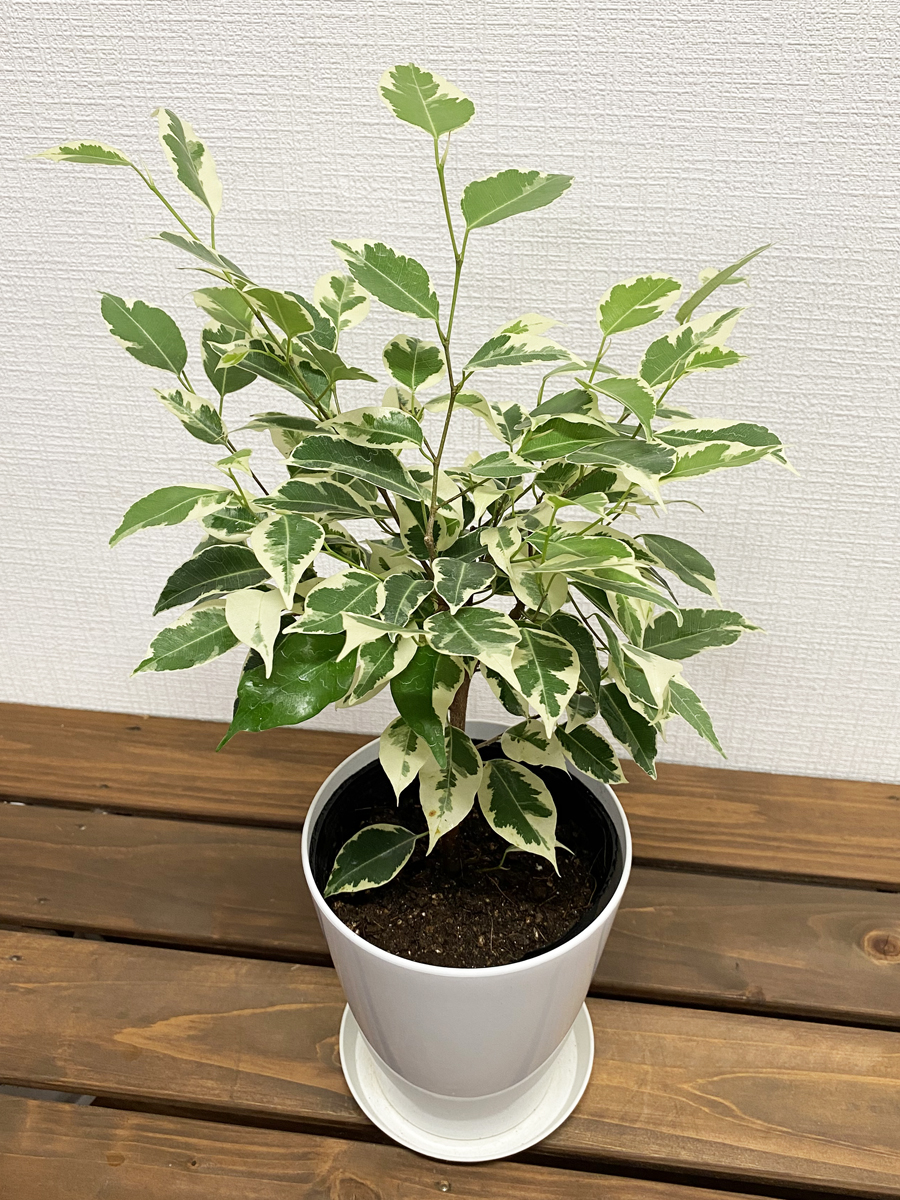 楽天市場】観葉植物 フィカス・ウンベラータ6号プラスチック鉢 高さ約60cm【人気 おすすめ 卓上 法人 贈り物 開店祝い 開業祝い 新築祝い  引越し祝い インテリア シンプル モダン 高級 おしゃれな植木鉢 送料無料 オフィス 店舗 事務所 】 : 観葉植物の生産直販 幸せの花急便