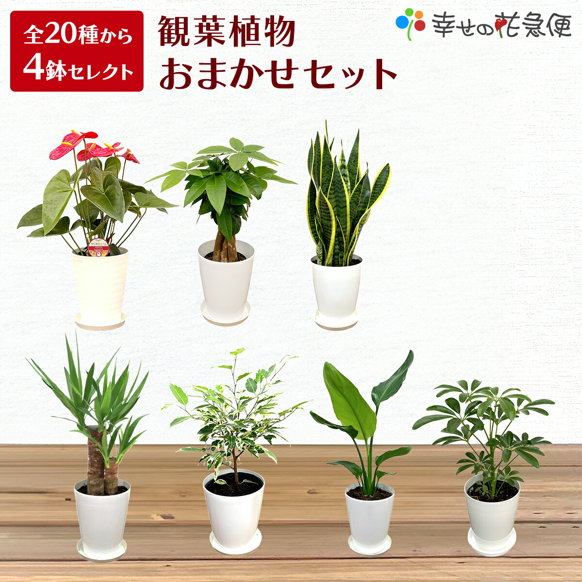 楽天市場】ミニ観葉植物 福袋 8鉢セット|高さ約20〜40cmドラセナ