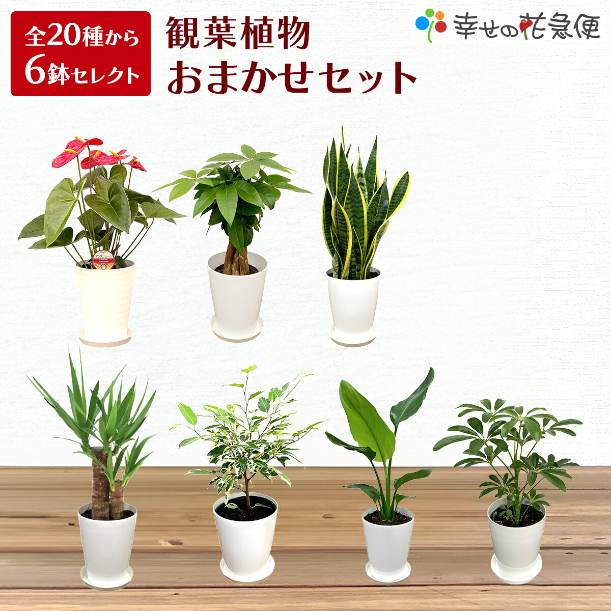 観葉植物おまかせ☆５号プラ ６鉢セット【送料無料】人気の観葉植物全20種から6鉢をセレクト！