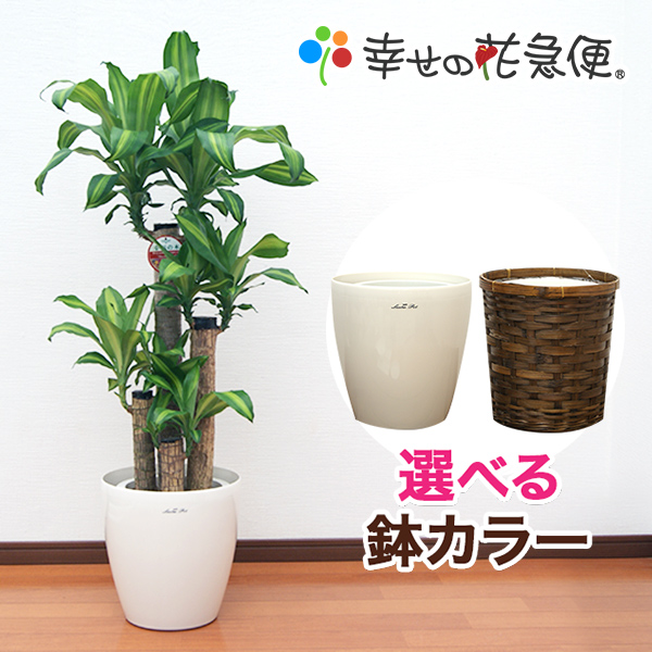 観葉植物 幸福の木8号プラスチック鉢 鉢カバー付 高さ約1cm