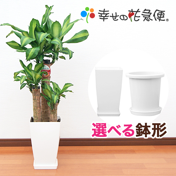 観葉植物 パキラ 1鉢 鉢付き 楽天市場】観葉植物 パキラ8号プラスチック鉢(鉢カバー付き) 高
