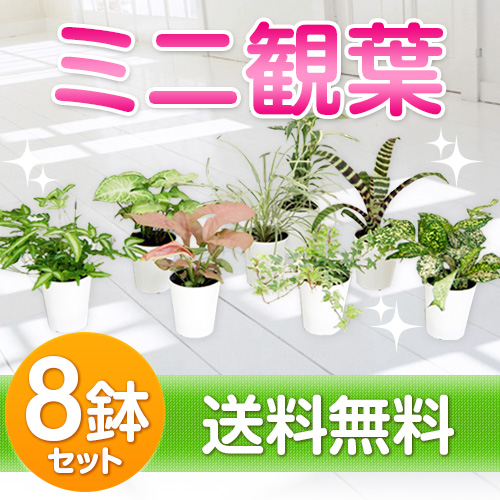 ミニ観葉植物福袋8鉢セット|幸福の木・モンステラ・オーガスタ【smtb-ms】