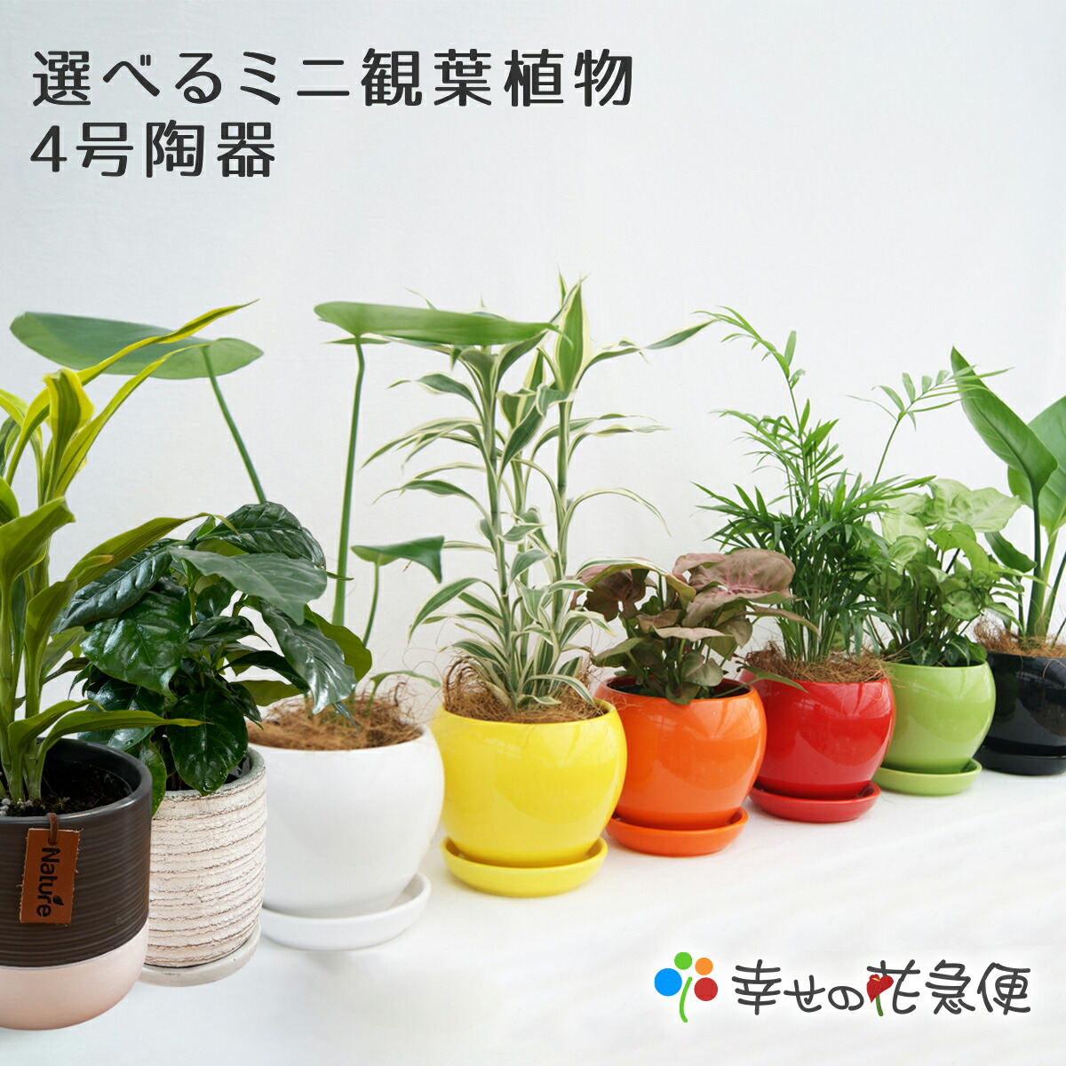 10000842-1_kg.jpg