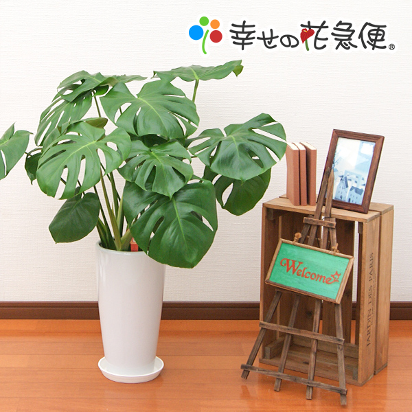 観葉植物 モンステラ7号陶器鉢ロング(白) |高さ約80cm【smtb-ms】