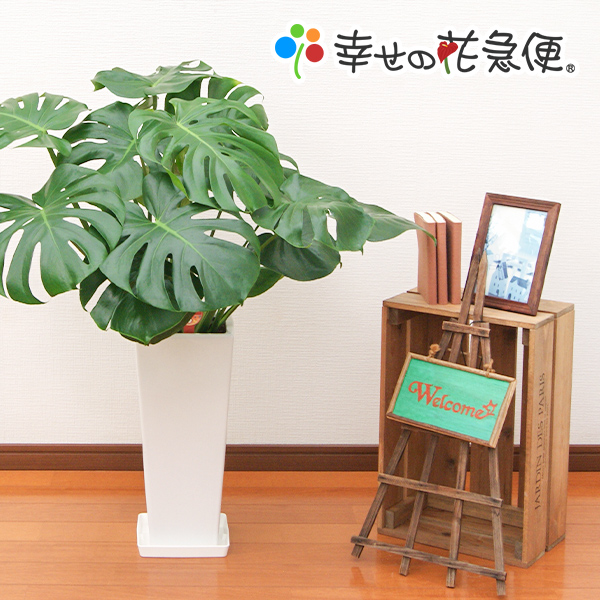観葉植物 モンステラ7号角高陶器鉢(白) |高さ約85cm【smtb-ms】