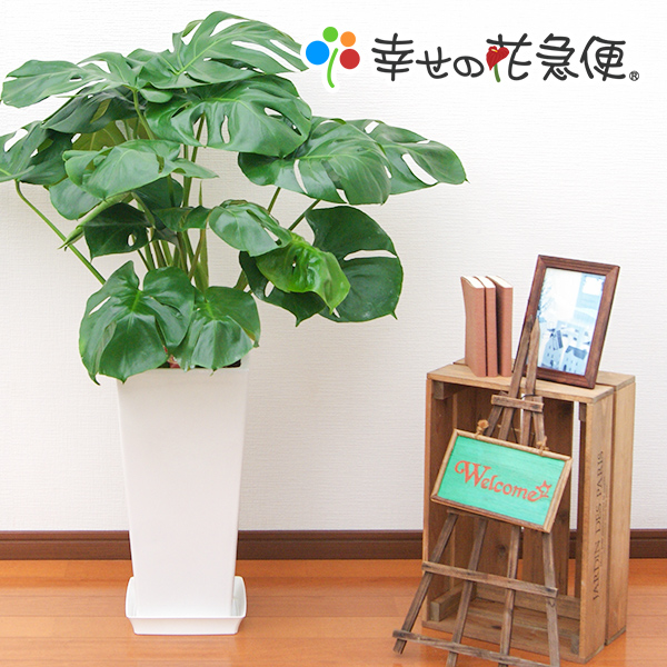 観葉植物 モンステラ8号角高陶器鉢(白)高さ約95cm【smtb-ms】