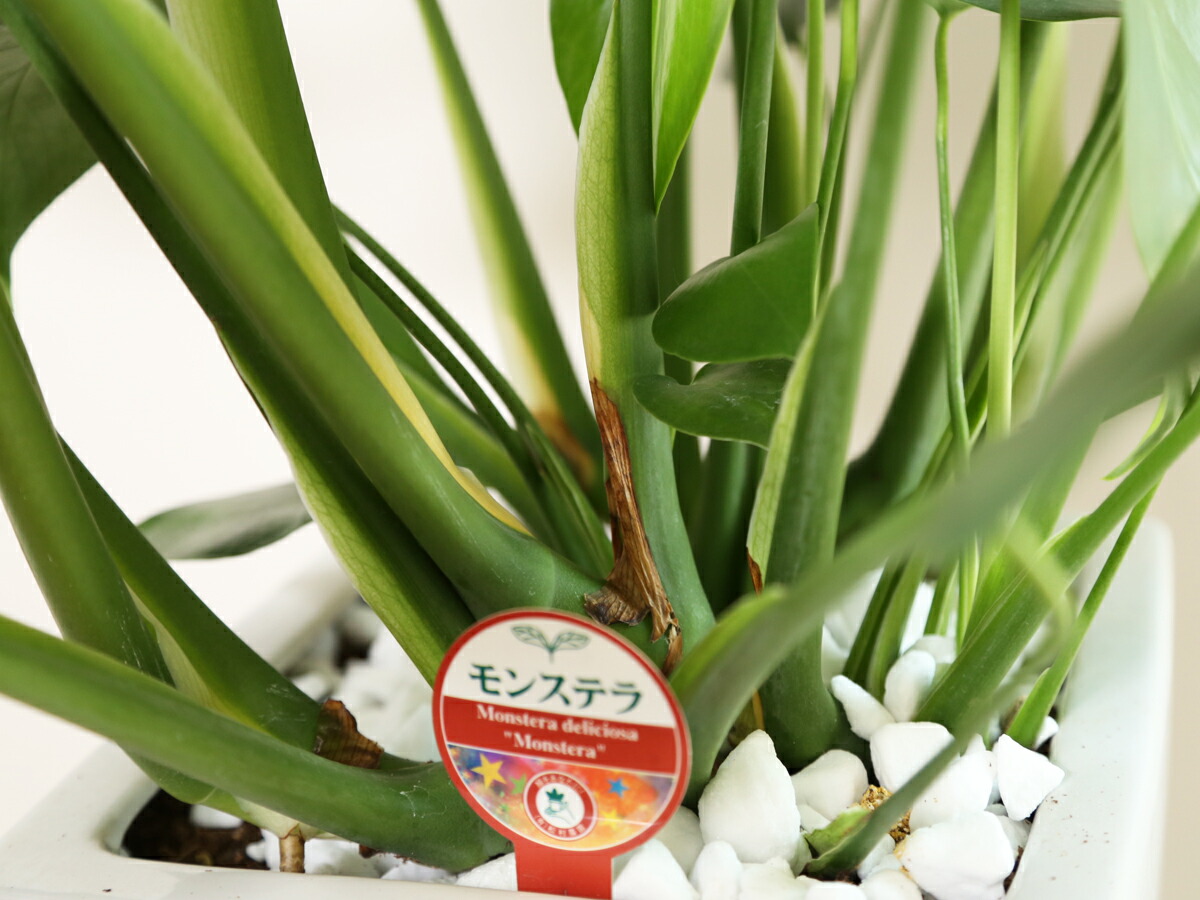 観葉植物 モンステラ8号角高陶器鉢 白 高さ約95cm 大型 開店祝い 新築祝い 誕生日プレゼント 引越し祝い インテリア モダン アジアン スクエア おしゃれな植木鉢 送料無料 Smtb Ms Massage Mit Herz De