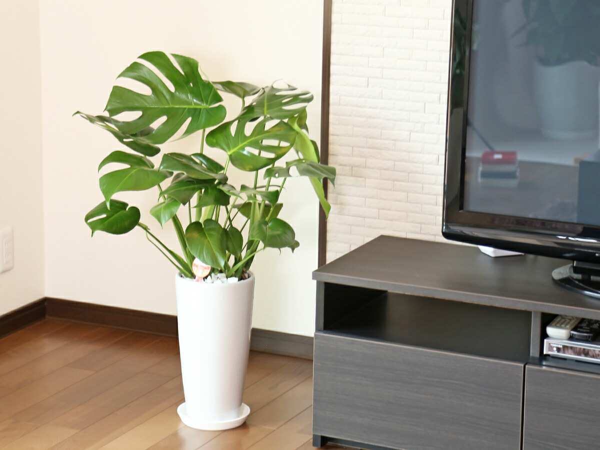 観葉植物 モンステラ7号数陶芸汁椀ロング 純白 クォンティティさ先ず80cm 大型 開店御祭 建築祝い 御降誕月日贈品 移転祝い インテリアデコレーション 現代的 アジアン 盛装な植木鉢 送料無料 Smtb Ms Ph Services