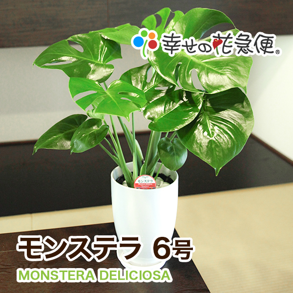 観葉植物 モンステラ6号選べる鉢 |高さ約60cm【smtb-ms】