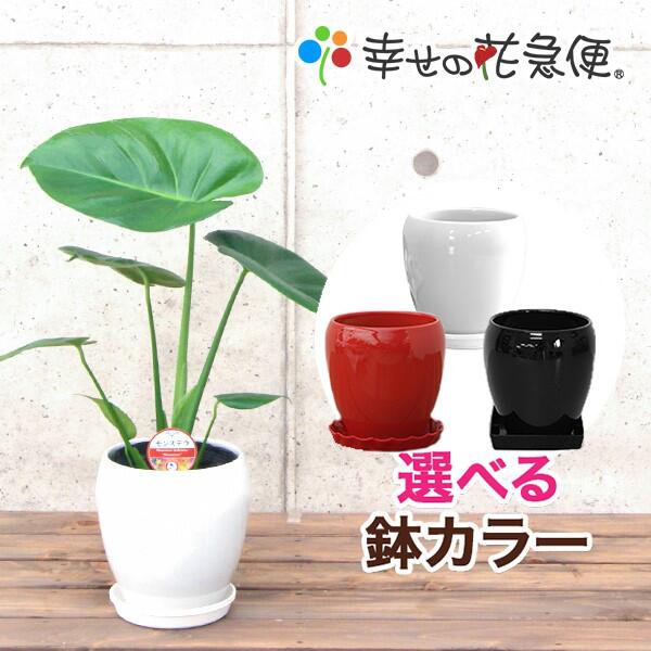 楽天市場】観葉植物 フィカス・ウンベラータ5号丸陶器鉢| 高さ約