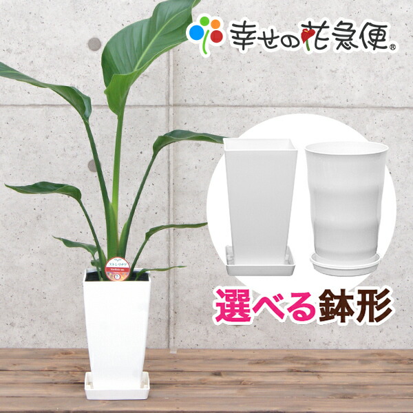楽天市場】観葉植物 フィカス・ウンベラータ6号鉢|高さ約60～75cm