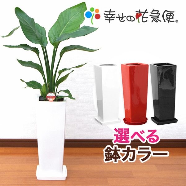 観葉植物 ストレリチア・オーガスタ7号角陶器鉢L|(白赤黒) 高さ約1m【smtb-ms】