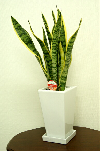 観葉植物 サンスベリア5サイズ辻土器フラワーポット 白色赤黒 数さほぼ65cm サンセベリア トラノオ 開店祭式 建設祝い 生まれる主日頂戴物 再配置祝い 室内装飾 アジアン 当風 ま四角 おしゃれな植木鉢 送料無料 Smtb Ms Hotjobsafrica Org