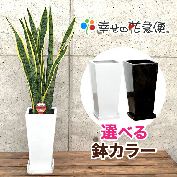 楽天市場】観葉植物 フィカス・ウンベラータ7号角高陶器鉢|高さ約90cm