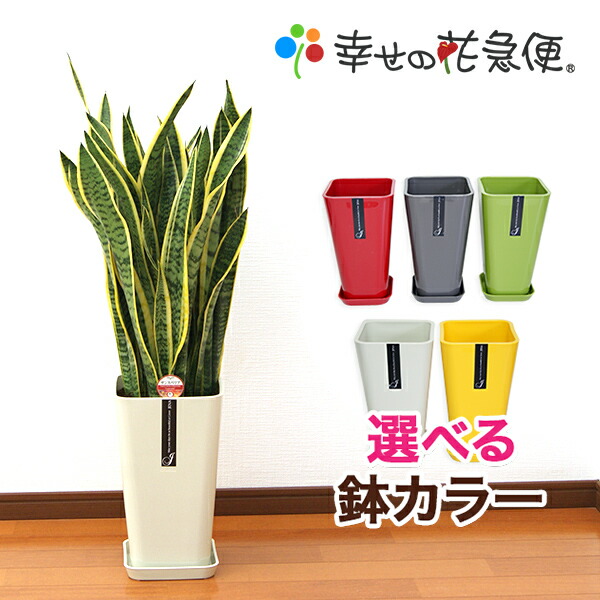 観葉植物 サンスベリア 8号鉢 高さ約85～100cm 【サンセベリア トラノオ 人気 大型 法人 開店祝い 開業祝い 新築祝い 引越し祝い インテリア シンプル モダン おしゃれな植木鉢 送料無料 オフィス 店舗 事務所 】