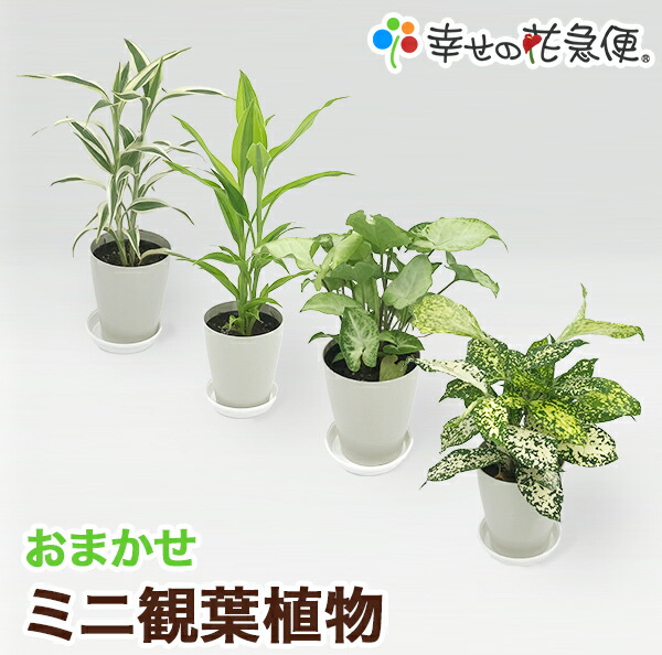 その他観葉植物 CoCo カラテア ・ フレディ 糸島市 / cocoha [AWB017] 観葉植物 グリーン