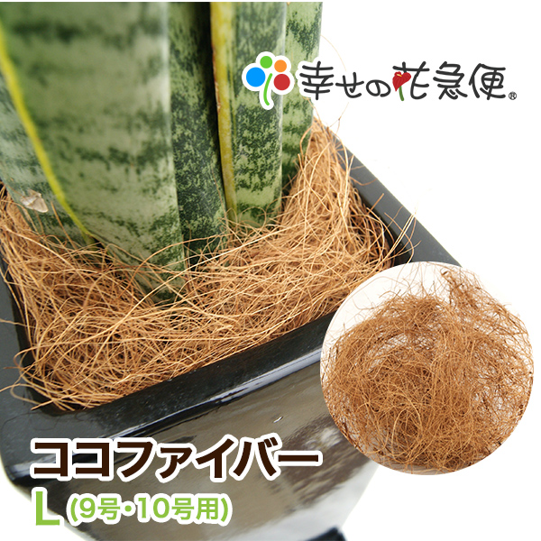 楽天市場 ココファイバーl 9号 10号用 送料無料 観葉植物 マルチング材 飾り石 ココヤシ 観葉植物の生産直販 幸せの花急便