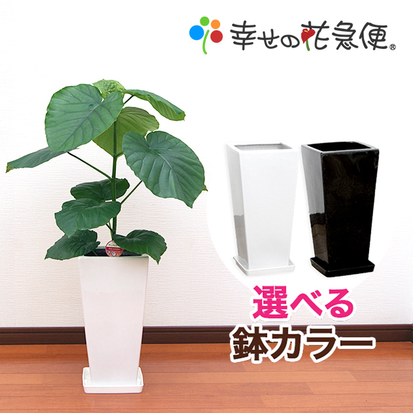 楽天市場】観葉植物 ストレリチア・オーガスタ8号角高陶器鉢 高