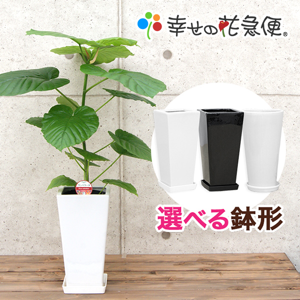 【楽天市場】観葉植物 ストレリチア・オーガスタ6号鉢| 高さ約65cm 