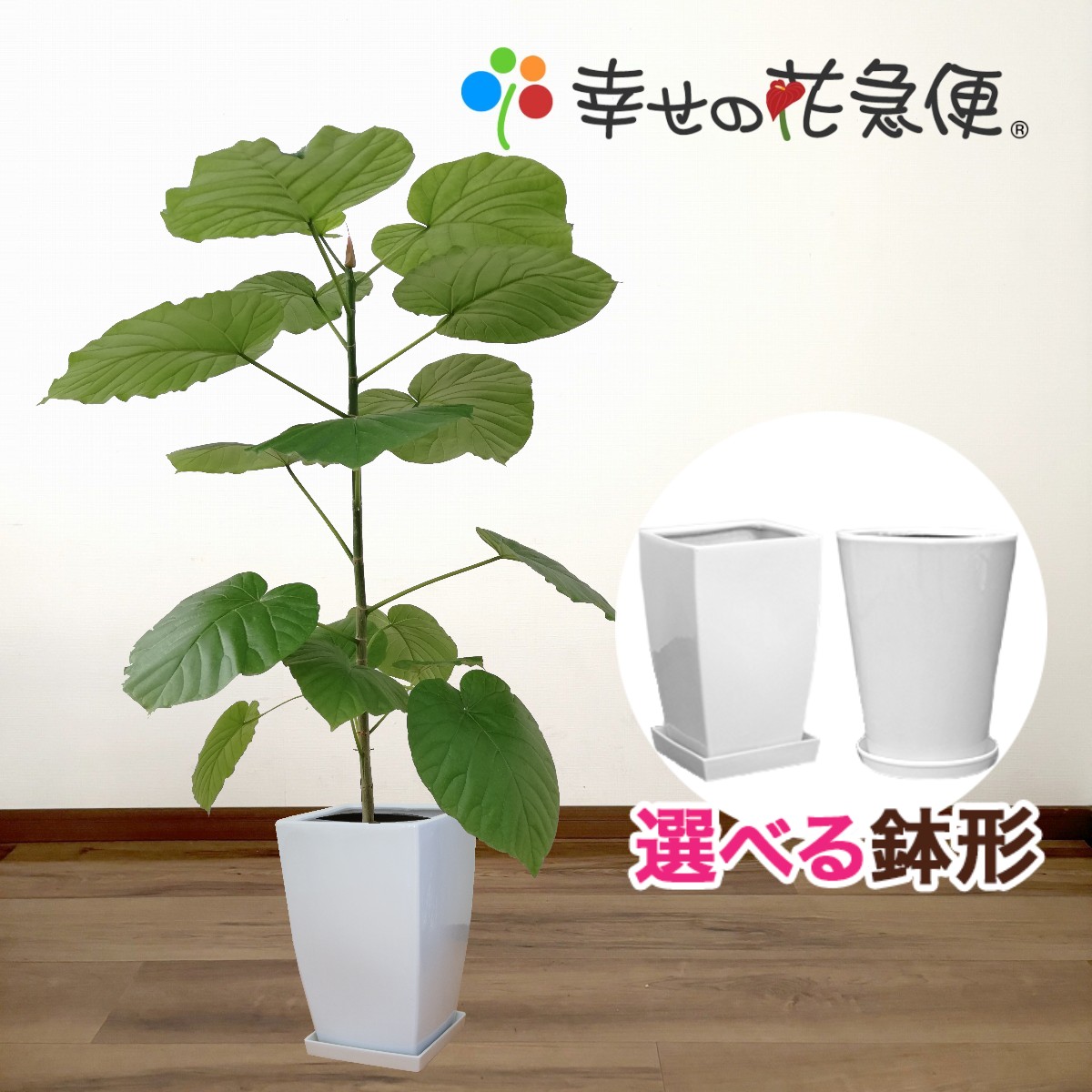 大型　フィカス ウンベラータ　陶器鉢　植え込み発送 大型 フィカス ウンベラータ 陶器鉢 植え込み発送