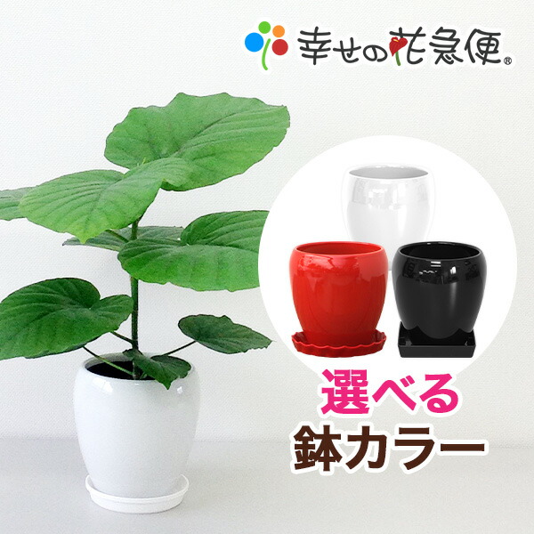 フィカス 観葉植物 陶器鉢付き 観葉植物 本物 フィカス・ベンガレンシス 7号鉢 らせん樹形 陶器