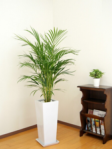 観葉植物 アレカヤシ8号鉢 |高さ約120～130cm 【人気 おすすめ 大型 法人 贈り物 開店祝い 開業祝い 新築祝い 引越し祝い インテリア シンプル モダン 高級 おしゃれな植木鉢 送料無料 オフィス 店舗 事務所 】