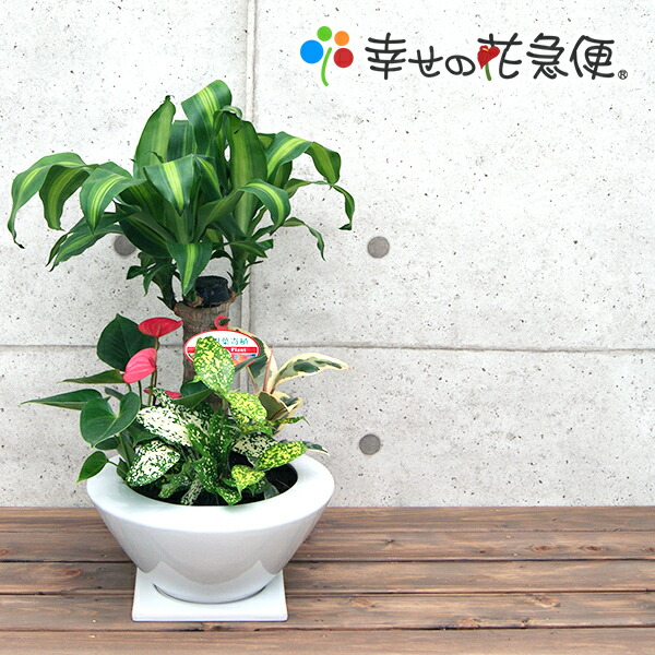 観葉植物 寄せ植え 幸福の木 7号浅陶器鉢 白 高さ約65cm 開店祝い 新築祝い 誕生日プレゼント 引越し祝い インテリア おしゃれな植木鉢 送料無料 Smtb Ms Educaps Com Br