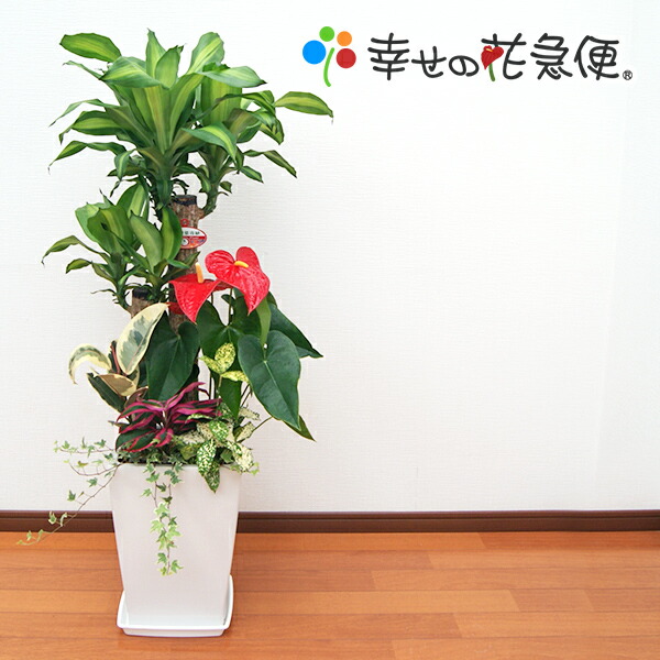 観葉植物 寄せ植え 幸福の木 9号角陶器鉢 観葉植物 引越し祝い プレゼント スクエア 大型 白黒 寄せ植え 幸福の木 9号角陶器鉢 白黒 引越し祝い 観葉植物 白黒 大型 新築祝い 開店祝いや新築祝いに豪華な観葉植物の寄せ植えが喜ばれています 送料無料