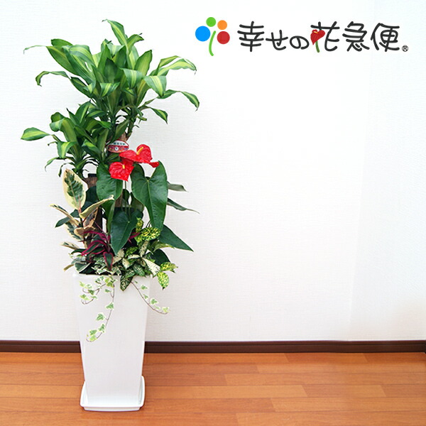 新築祝い 寄せ植え 幸福の木 10号角高陶器鉢 白黒 レギネ 誕生日プレゼント 開店祝い 観葉植物 引越し祝い 大型 高さ約1 4m 高さ約1 4m おしゃれな植木鉢 セール インテリア ヘデラ 送料無料 アイビー Smtb Ms 観葉植物の生産直販 幸せの花急便寄せ植え 幸福