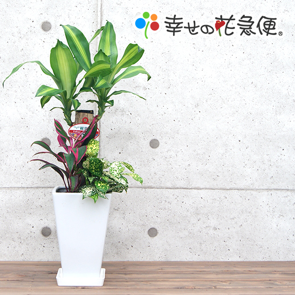 観葉植物 寄せ植え 幸福の木 6号角陶器鉢 高さ約65cm 開店祝い 新築祝い 誕生日プレゼント 引越し祝い インテリア おしゃれな植木鉢 送料無料 Smtb Ms Educaps Com Br