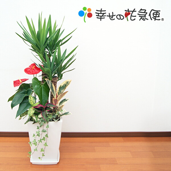 引越し祝い 観葉植物の生産直販 幸せの花急便寄せ植え ユッカ 9号角陶器鉢 観葉植物 開店祝い インテリア 新築祝い インテリア おしゃれな植木鉢 開店祝いや新築祝いに豪華な観葉植物の寄せ植えが喜ばれています 観葉植物 大型 観葉植物 寄せ植え ユッカ 9号角