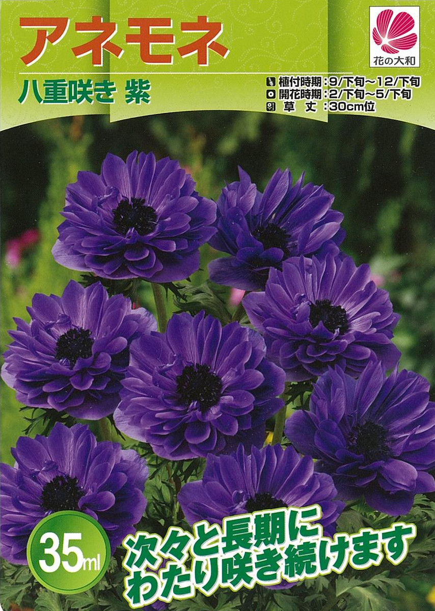 楽天市場 アネモネ 八重咲き紫 ３５ｍｌ 秋植え球根 花まるマーケット