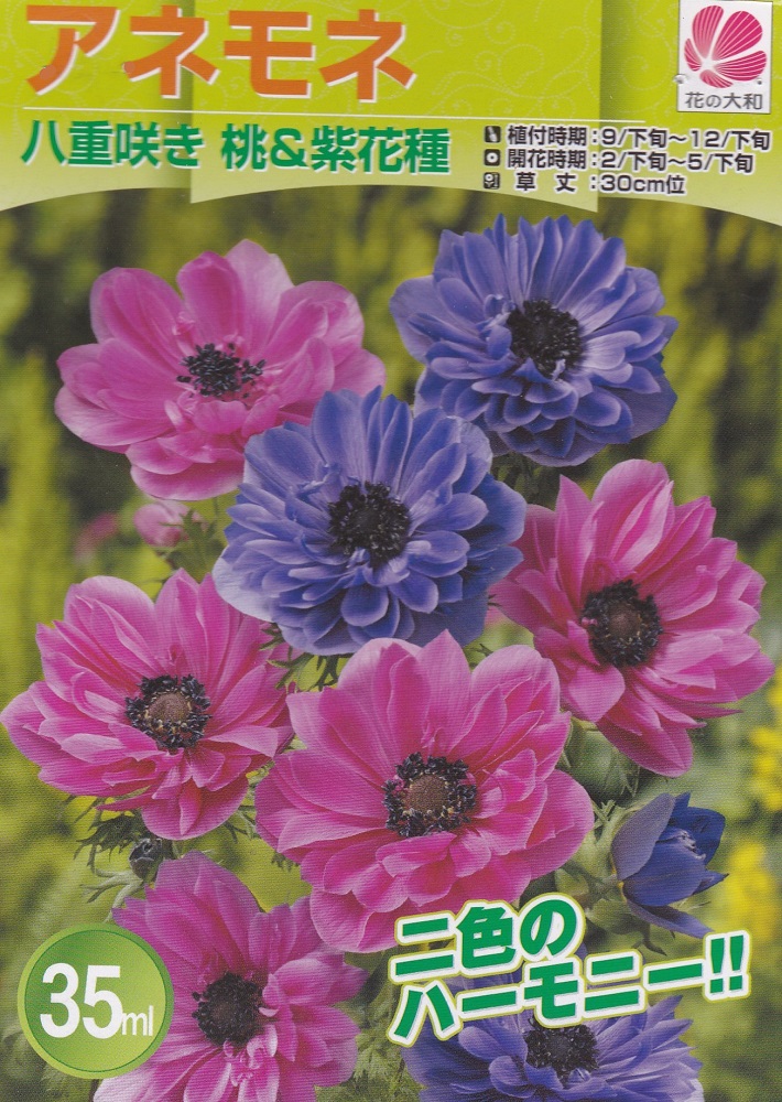 楽天市場 アネモネ 八重咲き桃 紫花種 35ml 秋植え球根 花の大和 花まるマーケット