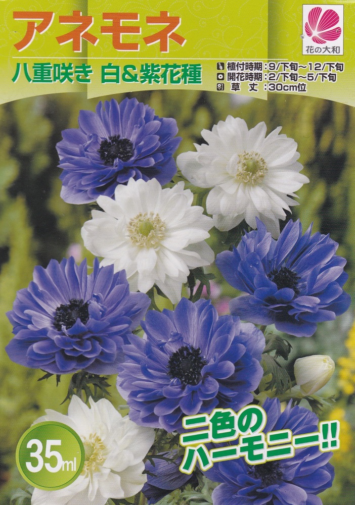 楽天市場 アネモネ 八重咲き白 紫花種 35ml 秋植え球根 花の大和 花まるマーケット