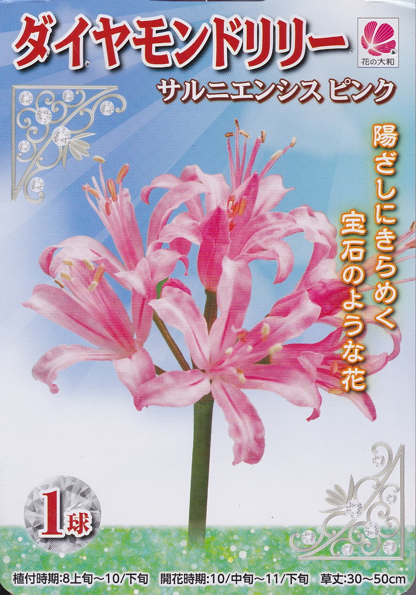 楽天市場 ダイヤモンドリリーサルニエンシス ピンク花の大和 花まるマーケット
