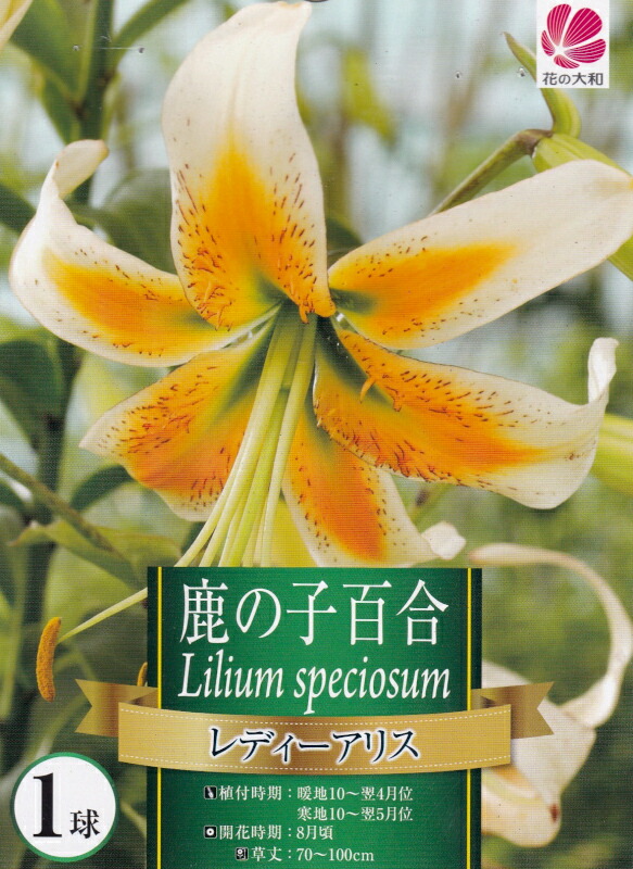 楽天市場】笹百合（ササユリ）球根 1球入(f13) : 千草園芸