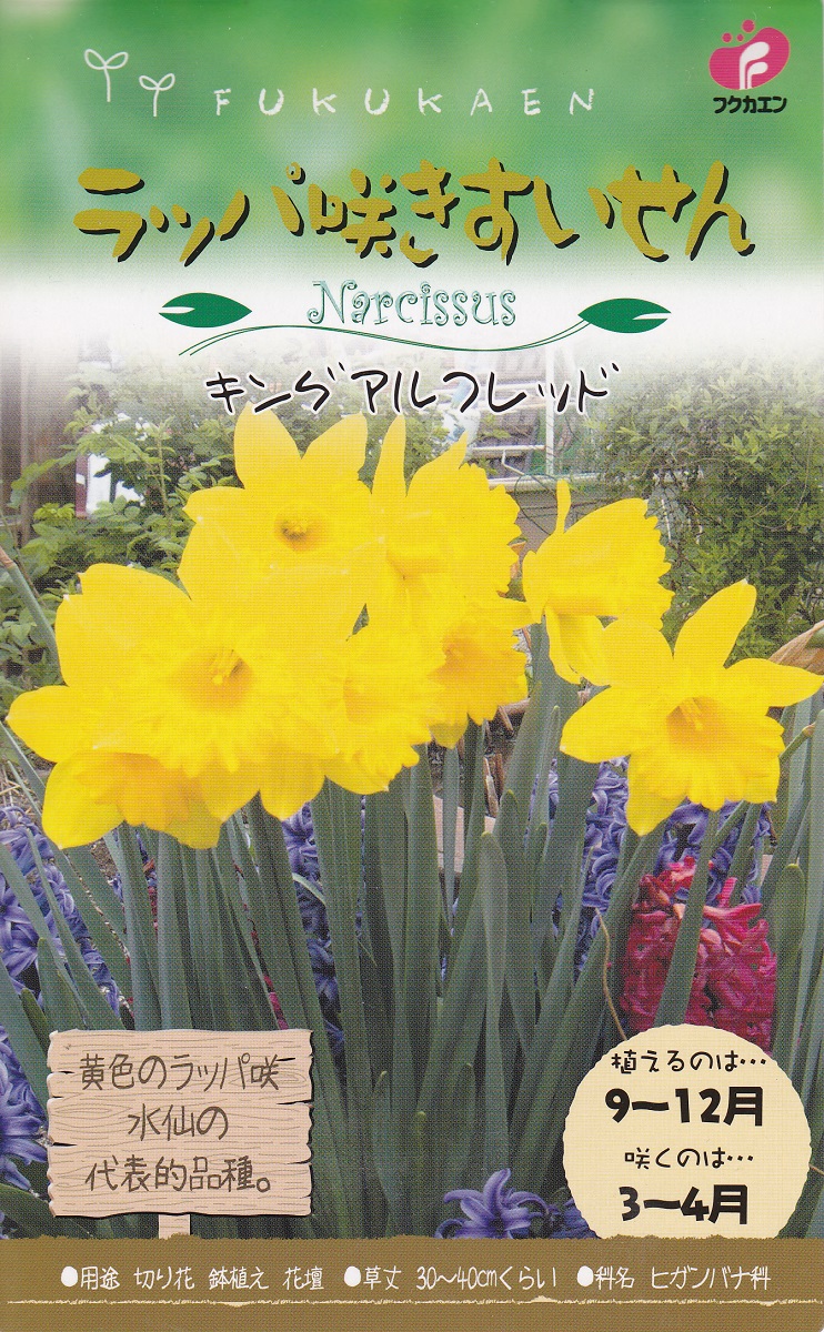 楽天市場 ラッパ咲きすいせんキングアルフレッド ３球 秋植え球根 花まるマーケット