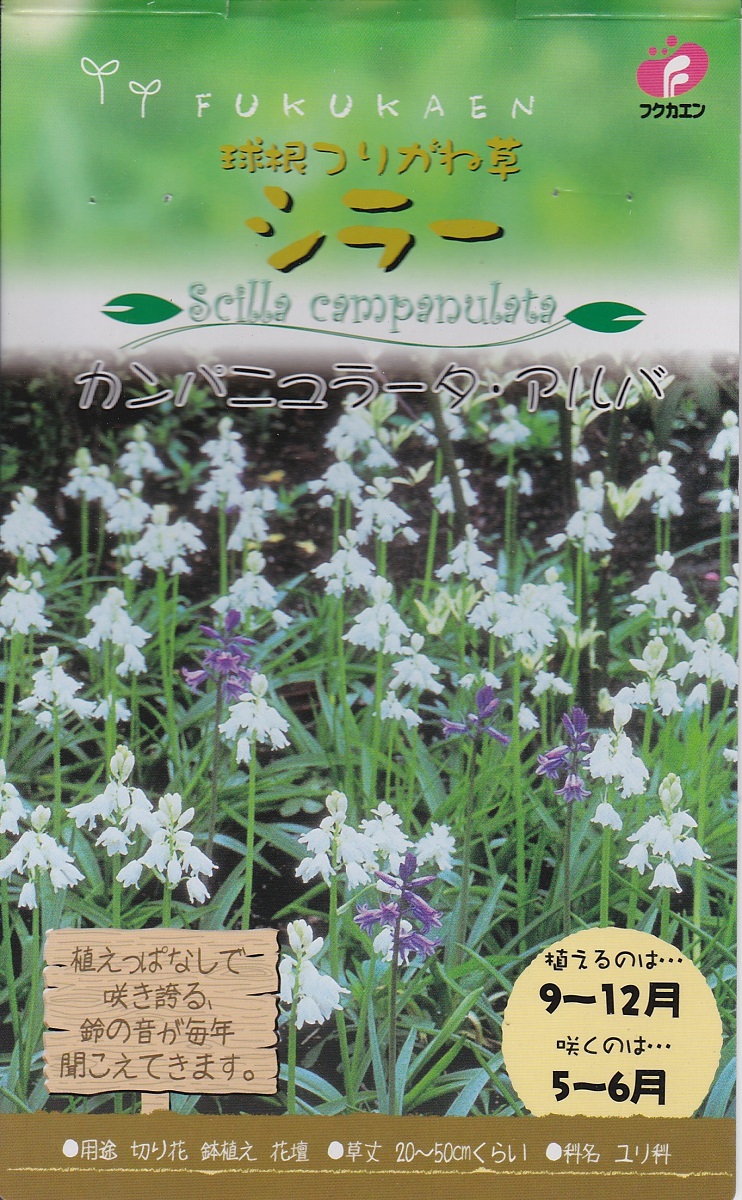 楽天市場 秋植え球根 シラーカンパニュラータ アルバ５球 福花園種苗 花まるマーケット